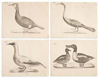 (NATURAL HISTORY.) Georg August Goldfuss. Group of 12 lithographed plates from Naturhistorischer Atlas. (10 birds; 2 marine life).